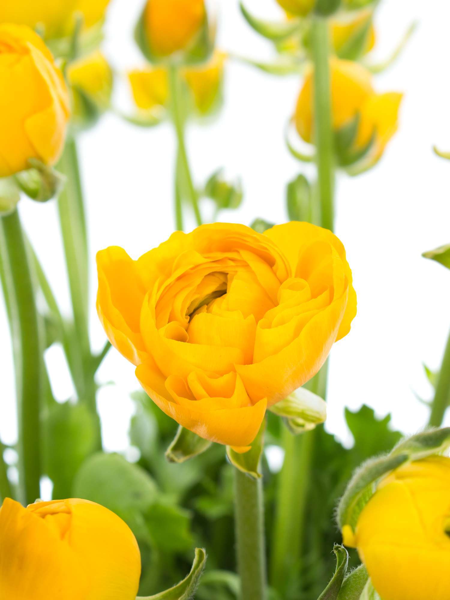 blumigo-ranunkeln-elegance-yellow-gelbe-schnittblume-stiel image 1