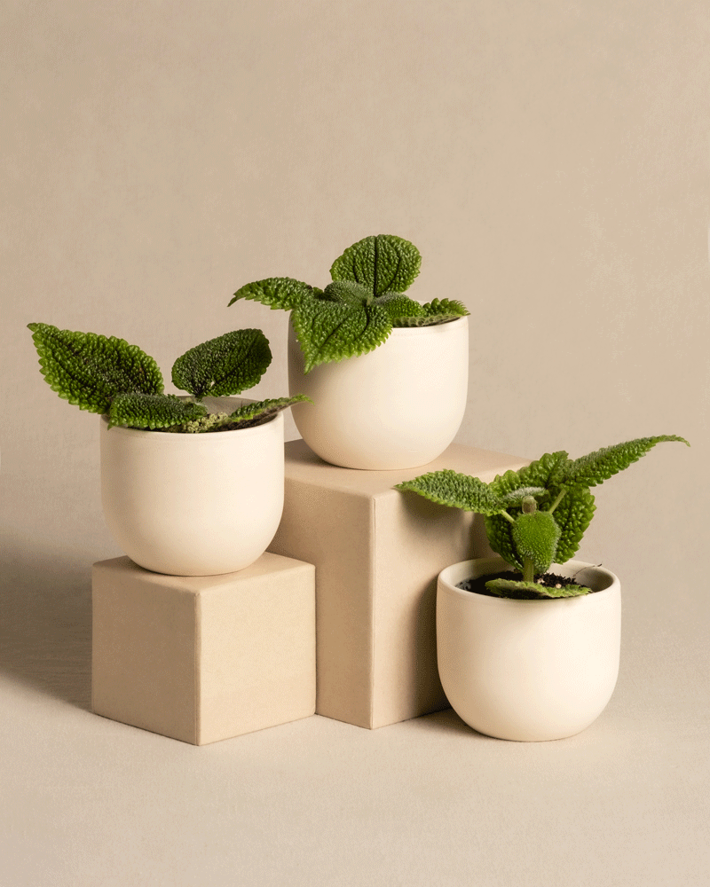 feey-variado-pilea-moon-valley-trio-babypflanze-ohne-bertopf image 4