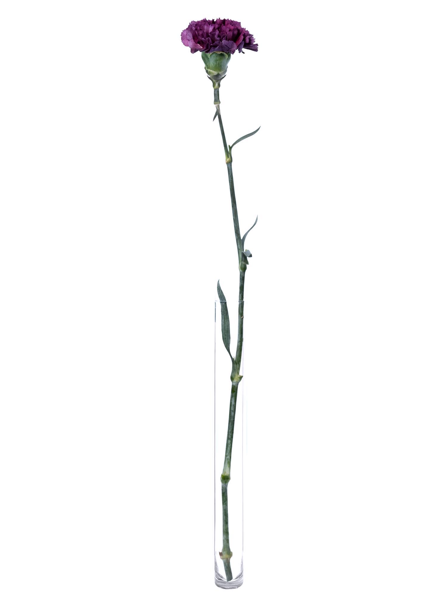 blumigo-moonvista-edelnelke-violett-aubergine-1-stiel image 3