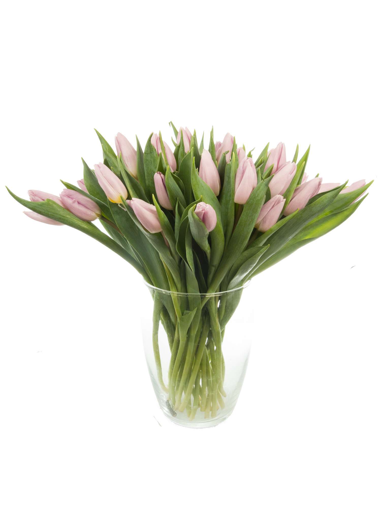blumigo-tulpen-candy-prince-schnittulpe-violett-frisch image 2