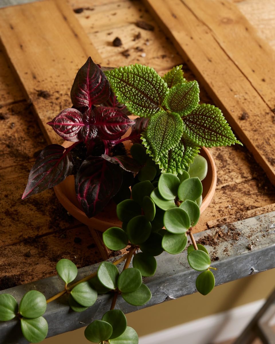 plnts-babyplnts-herbstii-bloodleaf-zimmerpflanze-6cm-topf image 5