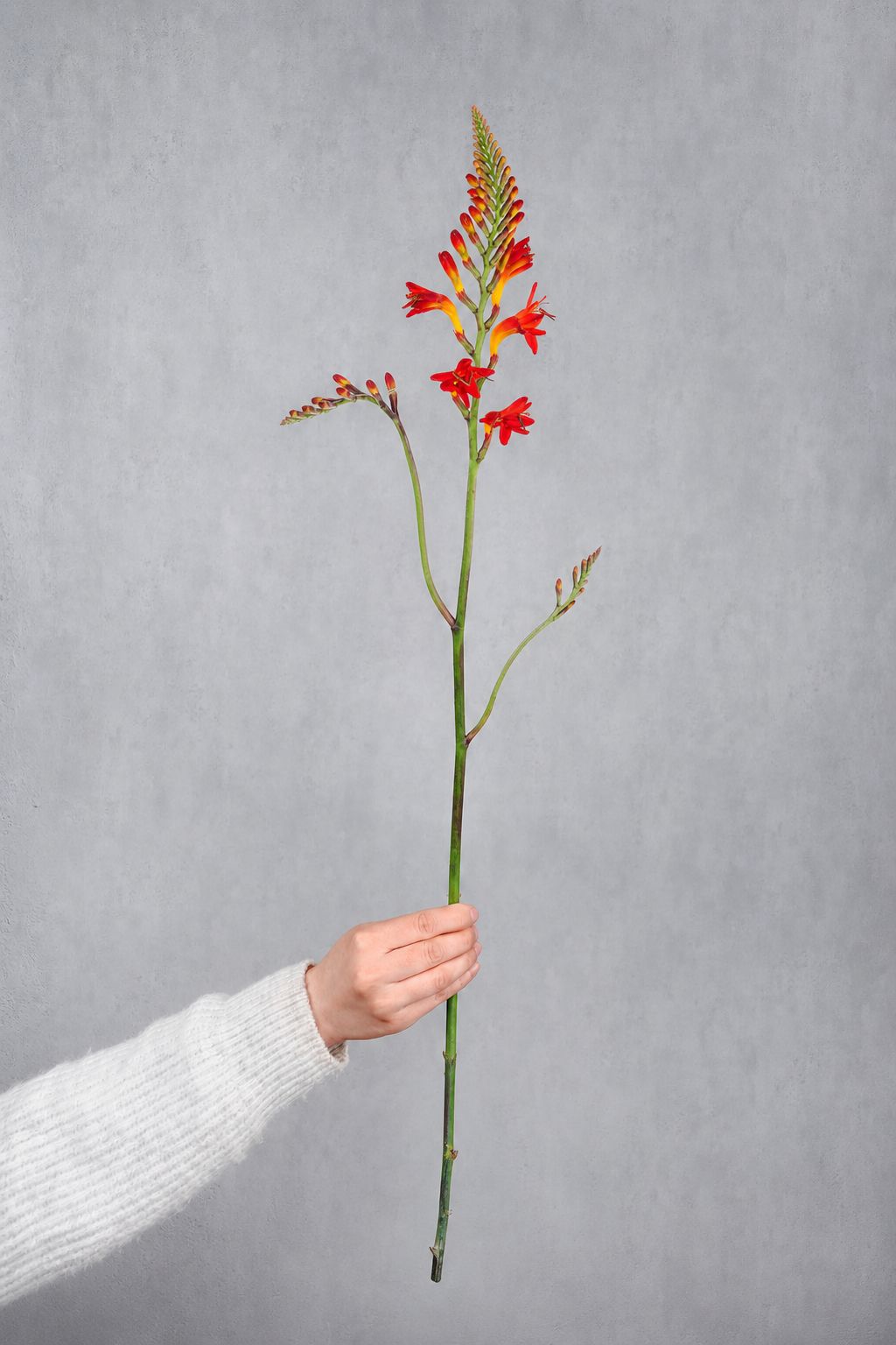 blumigo-crocosmia-lucifer-montbretie-orange-rot image 1