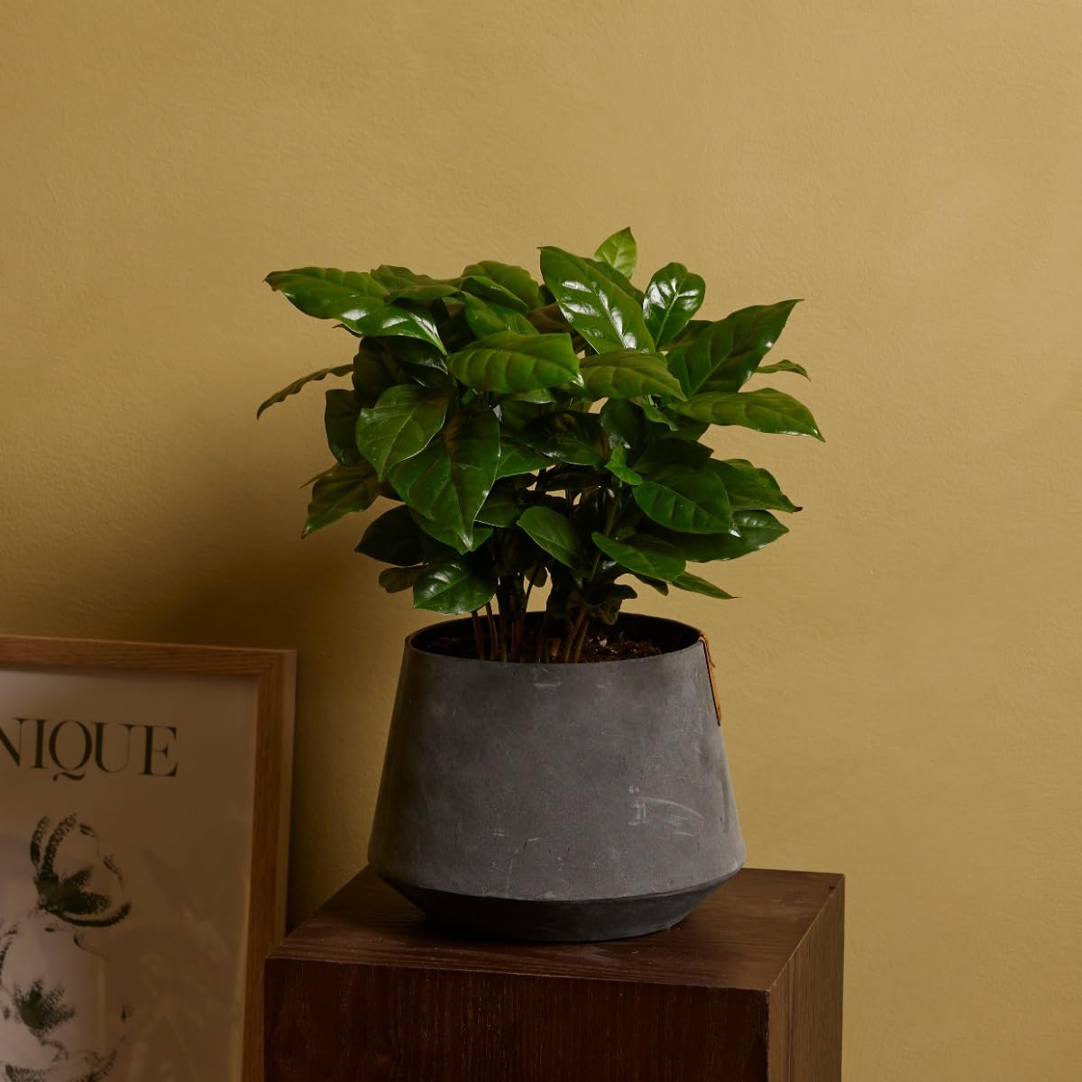 plnts-rareplnts-coffea-arabica-zimmerpflanze-25-cm-12-cm-topf image 6