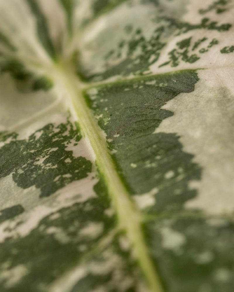 feey-variado-alocasia-frydek-variegata-zimmerpflanze-rarit-t image 8