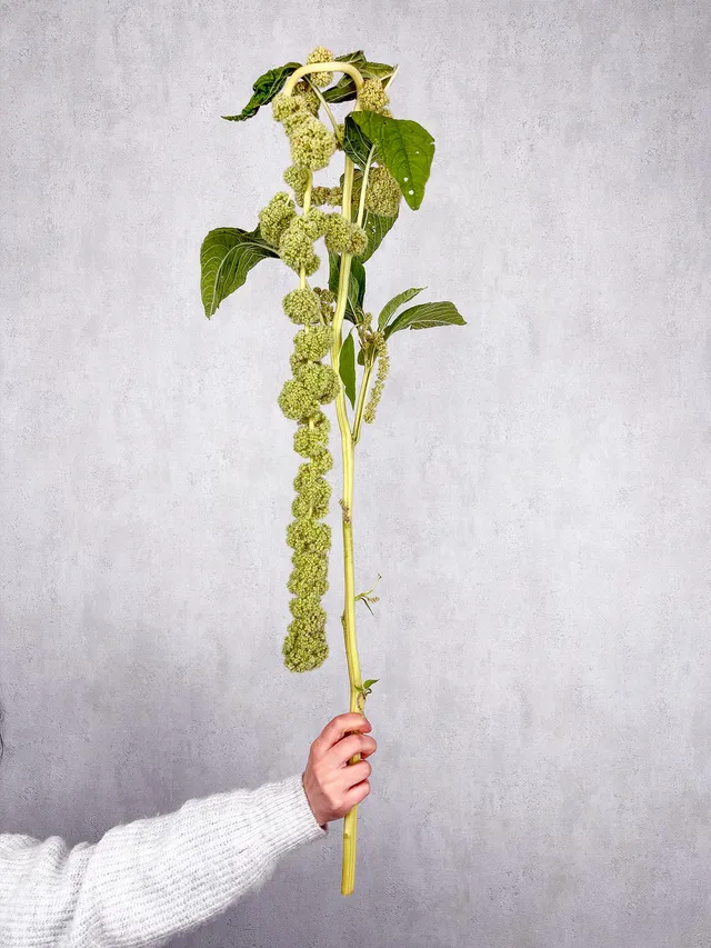 blumigo-blattwerk-und-bindegr-n-amaranthus-cyclop-gr-n-h-ngend image 1