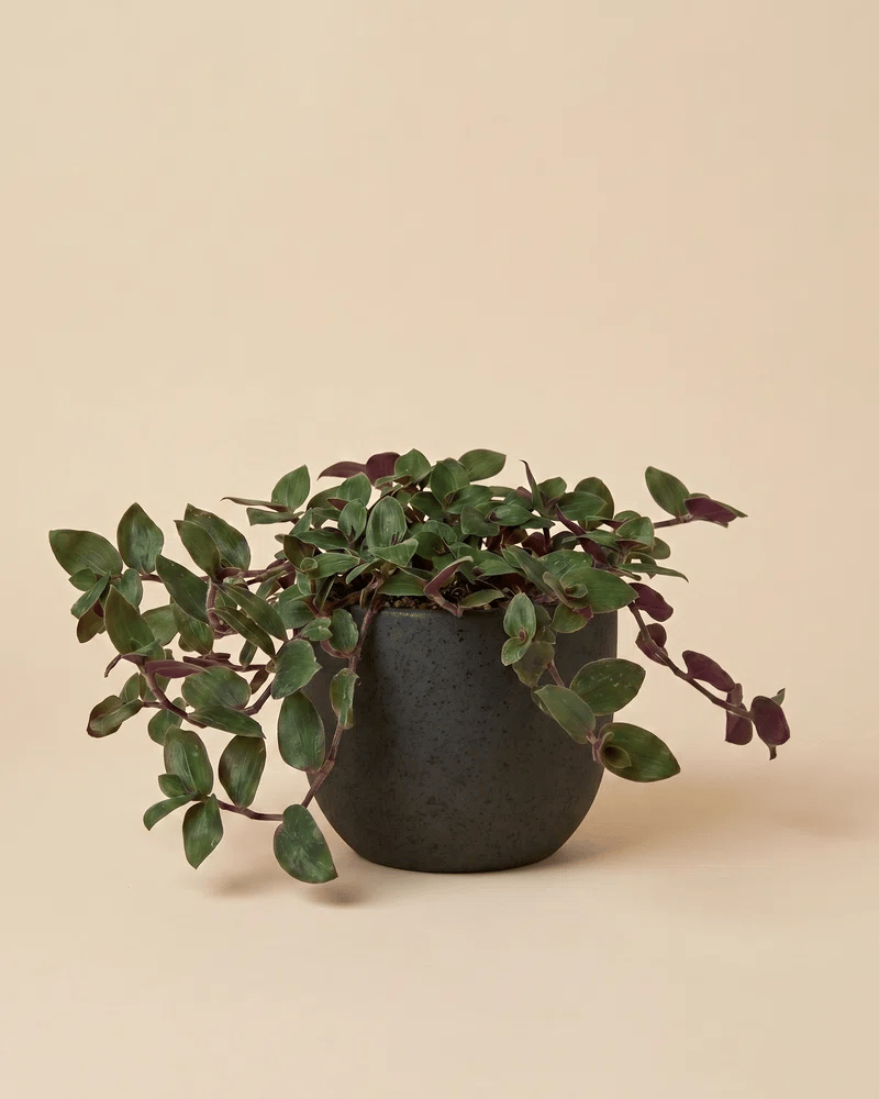 feey-variado-tradescantia-bunny-bellies-zimmerpflanze-klein image 6