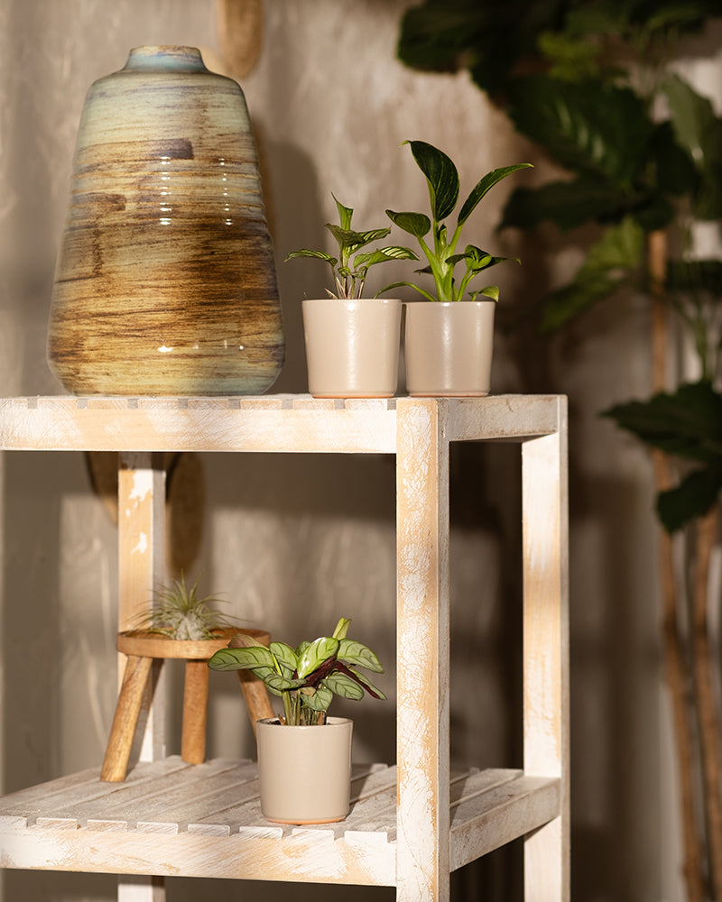 feey-variado-babypflanzen-badezimmer-3er-set-ohne-bertopf image 2