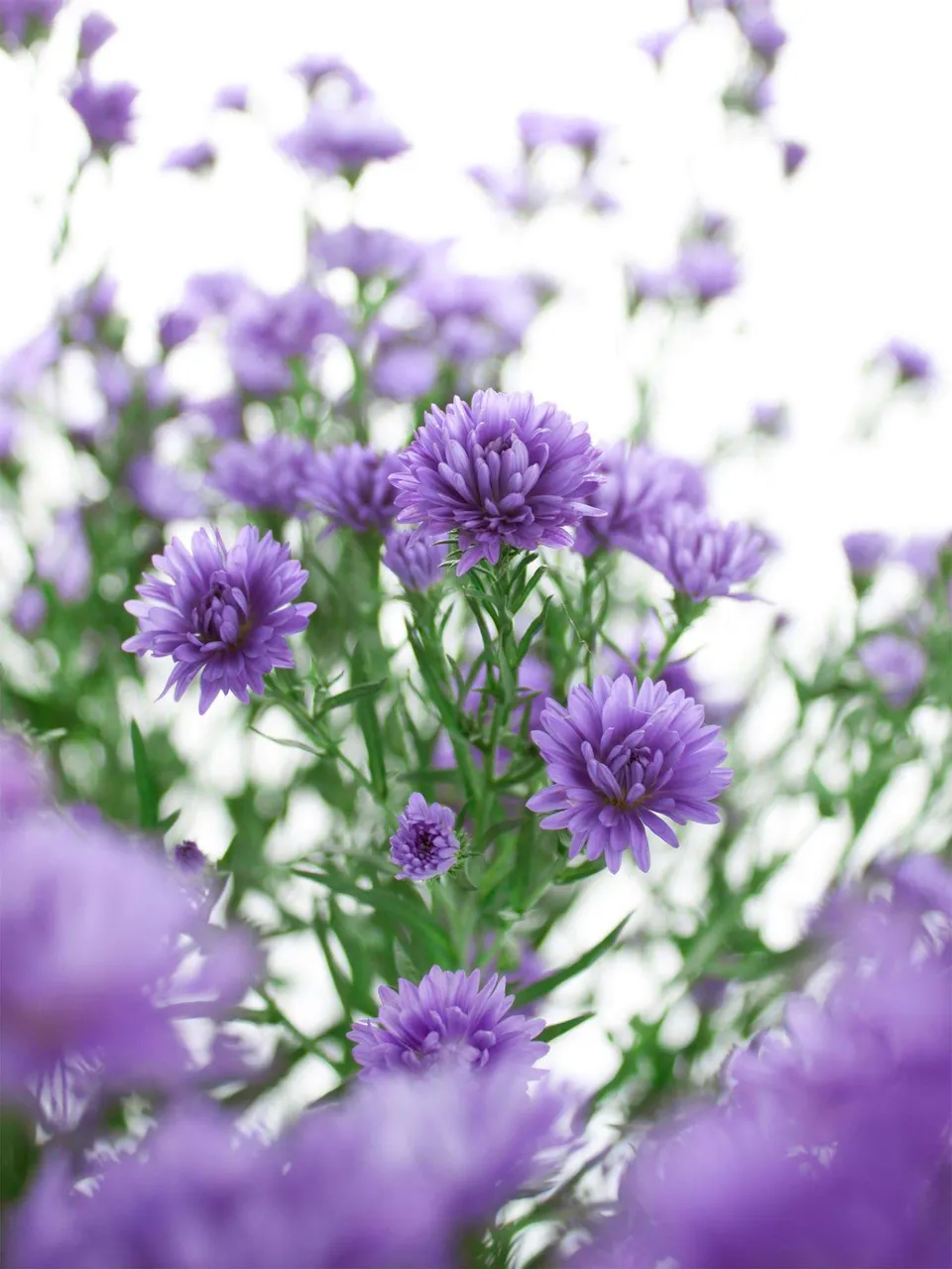 blumigo-blattwerk-septemberkraut-bindegr-n-violett-1-bund image 1