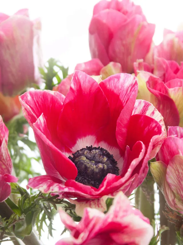 blumigo-anemonen-mistral-tigre-pink-wei-xl image 1