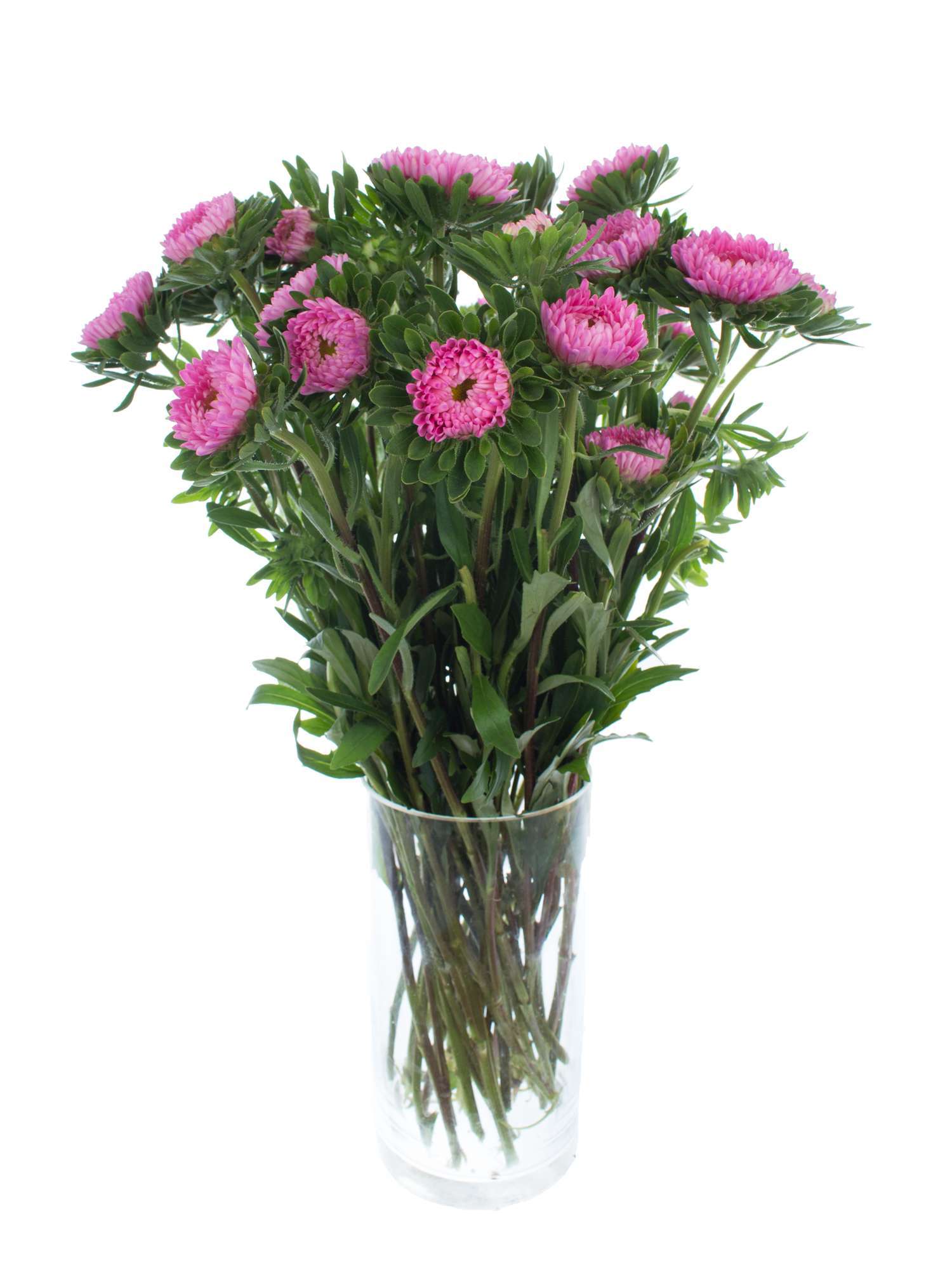 blumigo-herbstdeko-sommerastern-schnittblume-pink image 2
