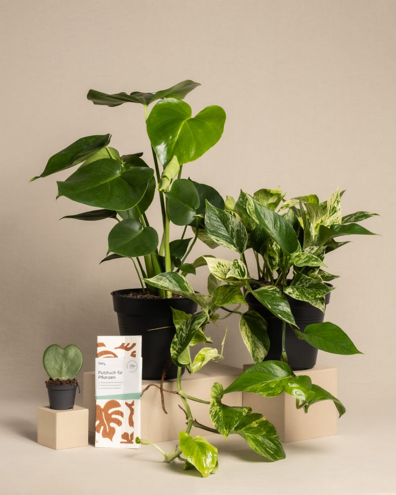 feey-variado-me-time-bundle-zimmerpflanzenset-monstera-efeutute image 3
