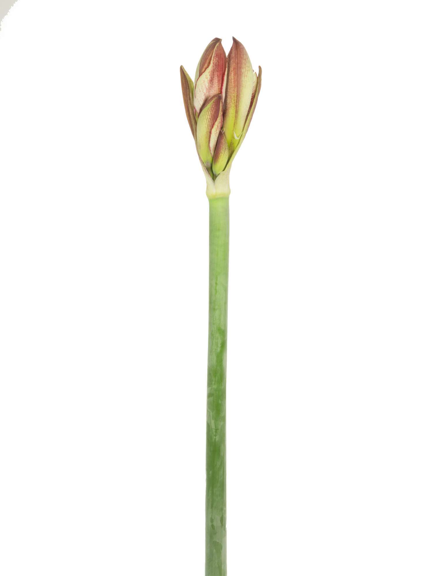 blumigo-amaryllis-showmaster-schnittblume-pink-wei-1-stiel image 3