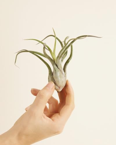 plnts-babyplnts-tillandsia-caput-medusae-luftpflanze-10-cm image 6