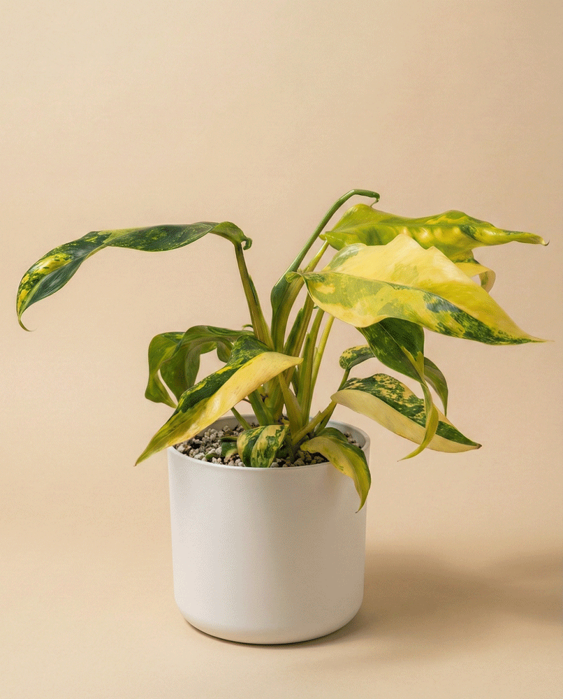 feey-variado-monstera-standleyana-aurea-zimmerpflanze image 6