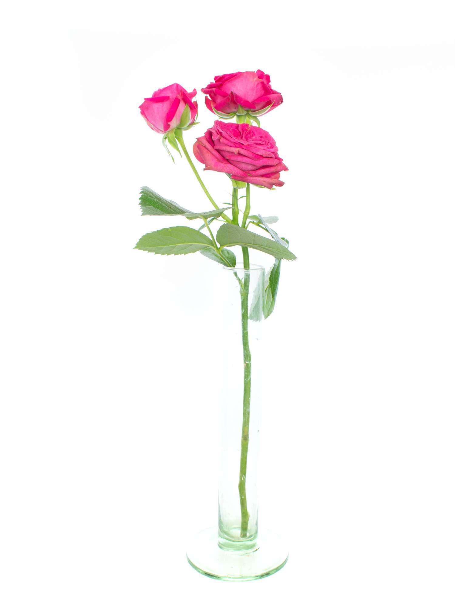 blumigo-magic-pepita-rosen-verzweigt-pink-stiel image 3