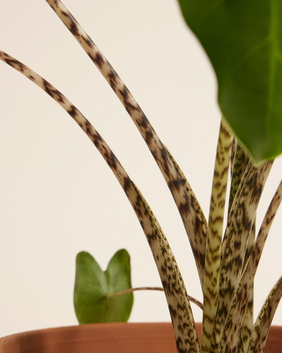 plnts-rareplnts-alocasia-zebrina-zimmerpflanze-65cm-pfeilblatt image 5