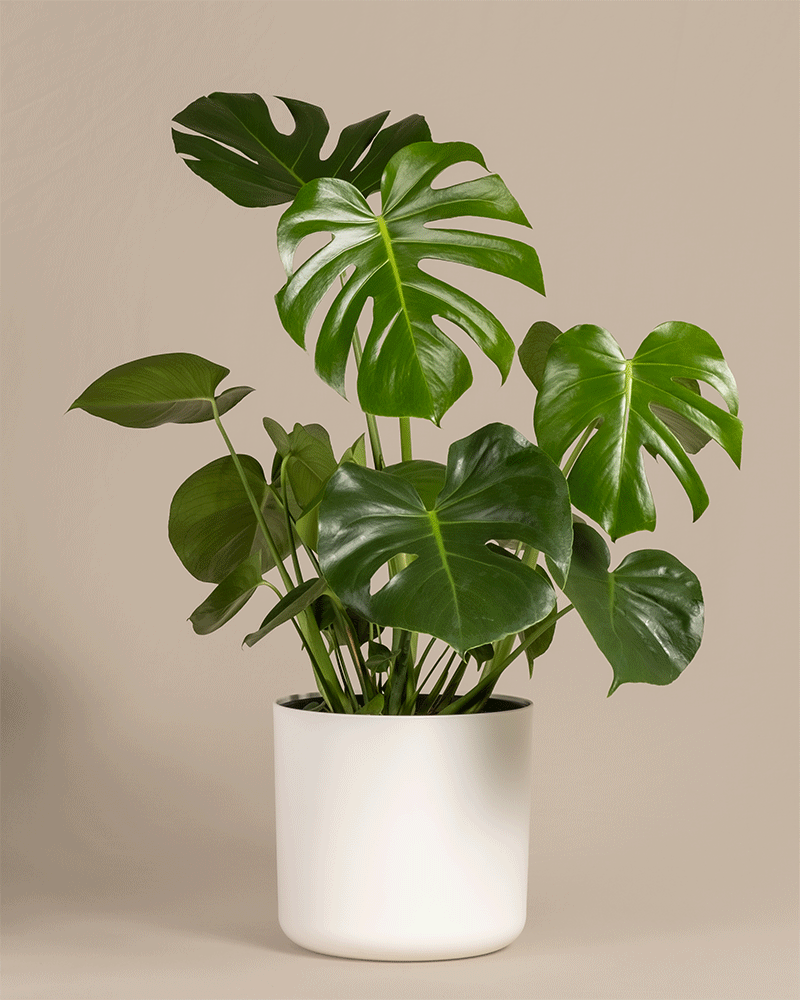 feey-variado-gro-e-monstera-zimmerpflanze-ohne-bertopf image 5