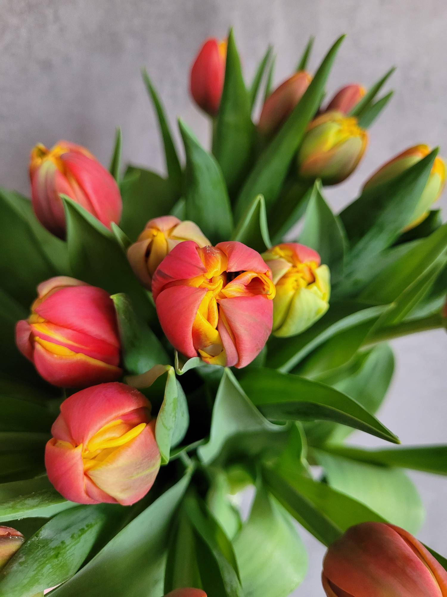 blumigo-tulpen-gef-llt-crossfire-orange-rot-schnittblumen image 3