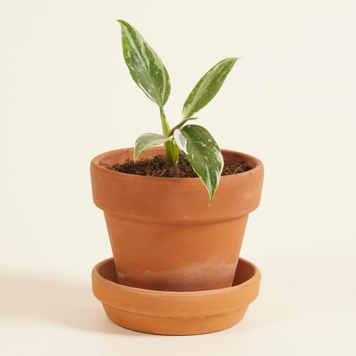 plnts-babyplnts-philodendron-white-princess-zimmerpflanze-8cm image 6
