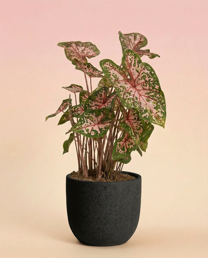 feey-variado-caladium-carolyn-whorton-zimmerpflanze-bunt image 6