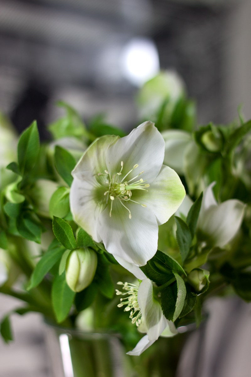 blumigo-queens-white-christrosen-wei-winterblume image 1