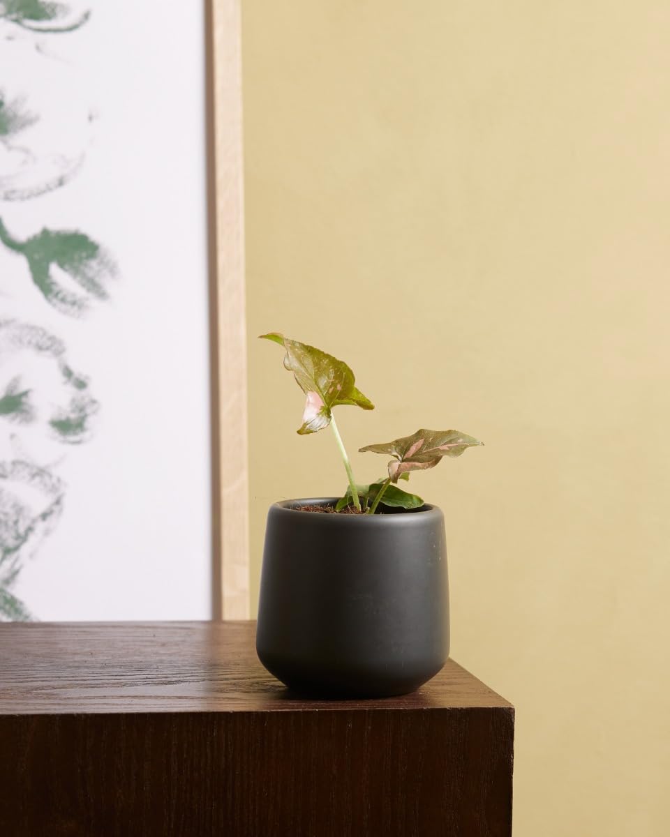 plnts-babyplnts-syngonium-pink-splash-zimmerpflanze-15-cm-rosa image 5