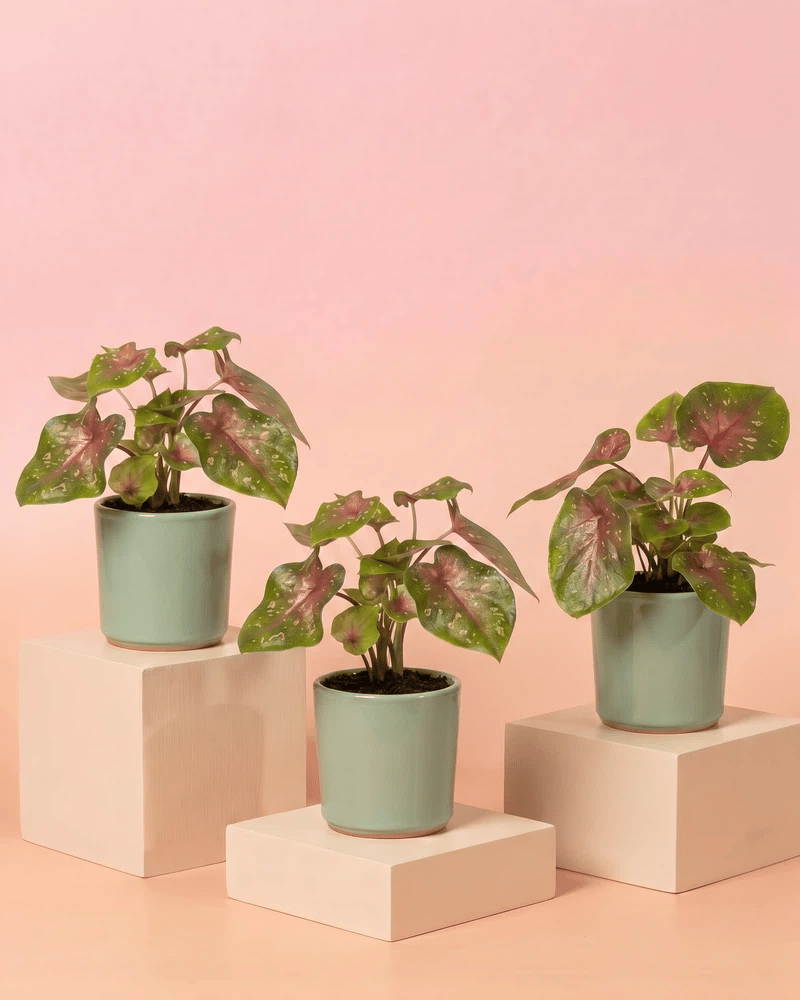 feey-variado-baby-caladium-casey-3er-set-buntblatt-ohne-bertopf image 8