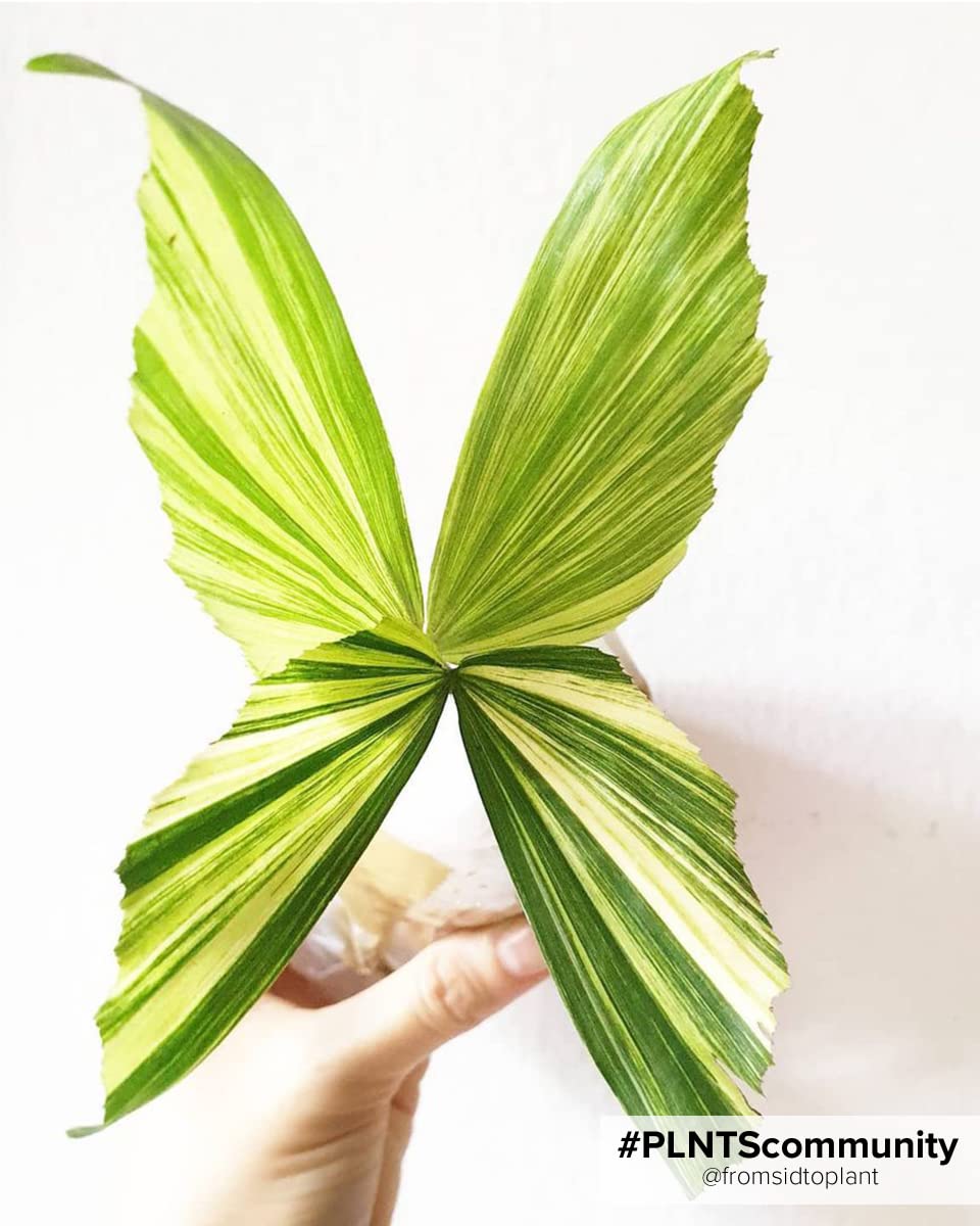 plnts-rareplnts-caryota-mitis-palme-85cm-21cm-topf-fischschwanz image 6