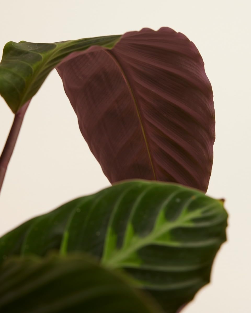 plnts-rareplnts-calathea-warscewiczii-gebetspflanze-60cm image 3