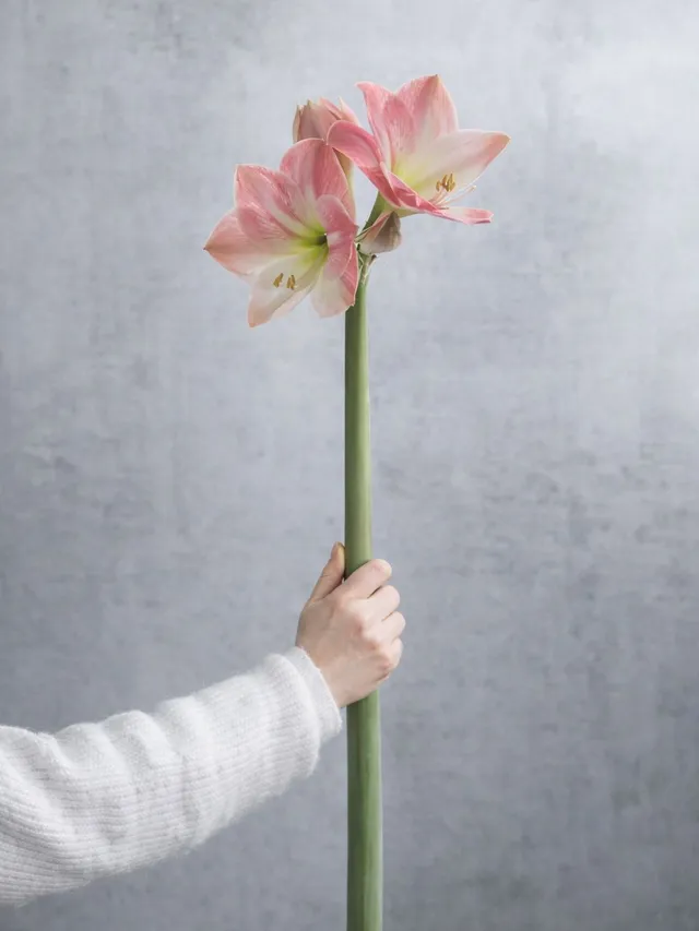 blumigo-amaryllis-apple-blossom-stiel-rosa image 1