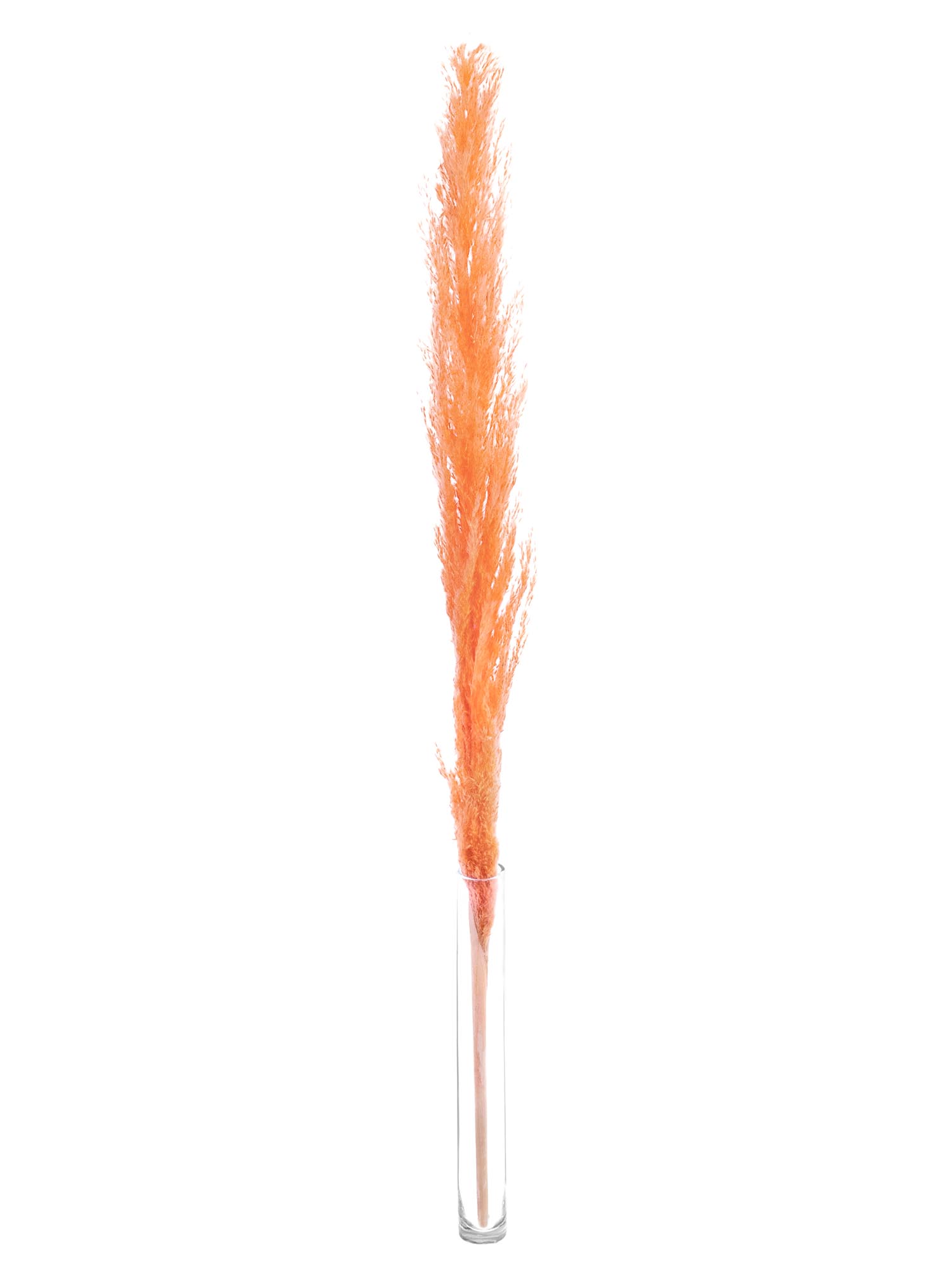 blumigo-trockenblumen-pampasgras-getrocknet-apricot-deko image 3