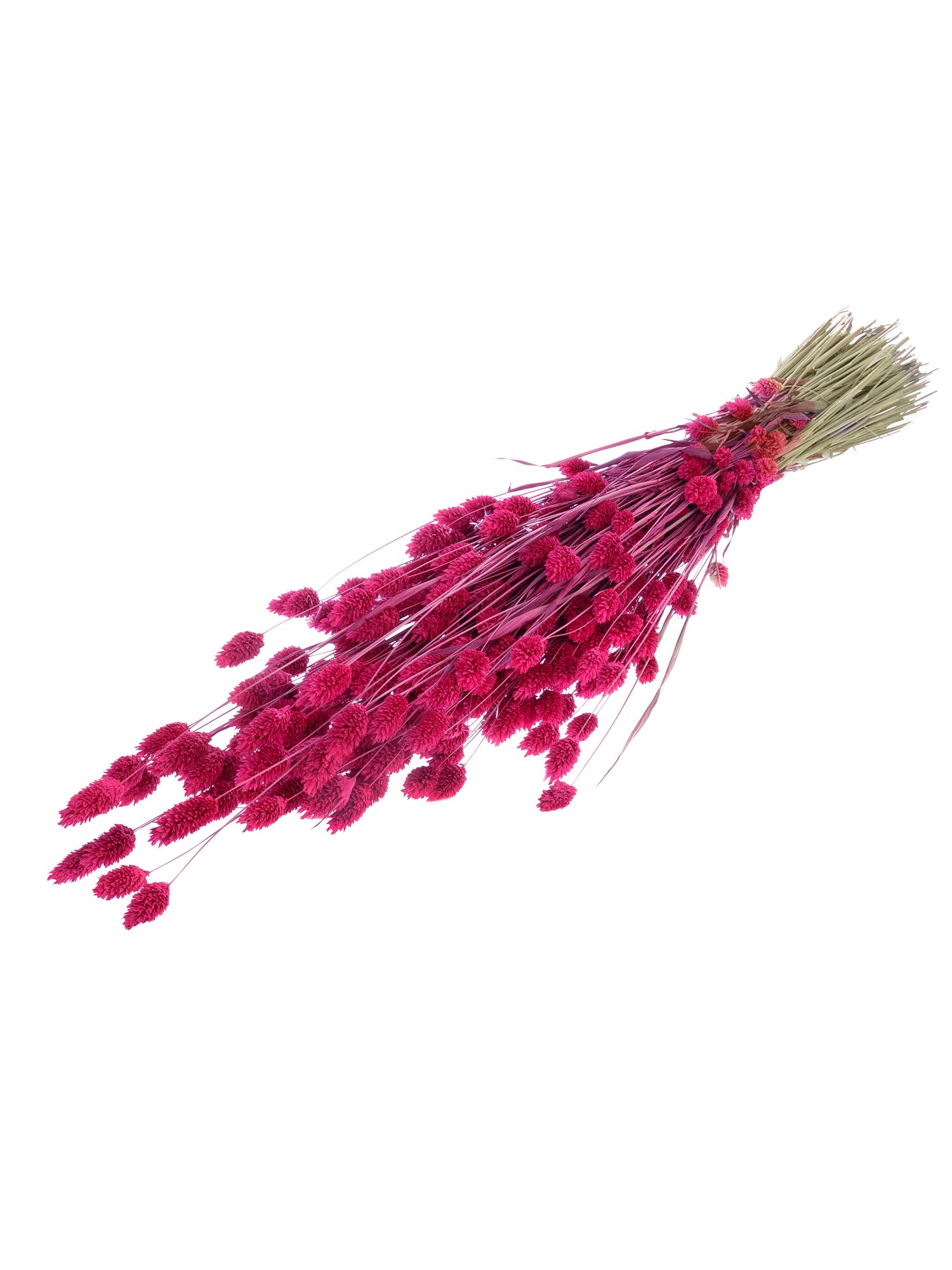 blumigo-trockenblumen-phalaris-glanzgr-ser-pink-getrocknet image 3