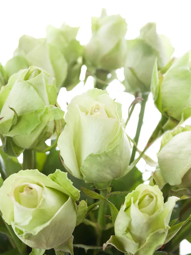 blumigo-green-flash-rose-gr-n-schnittrose-1-stiel image 1