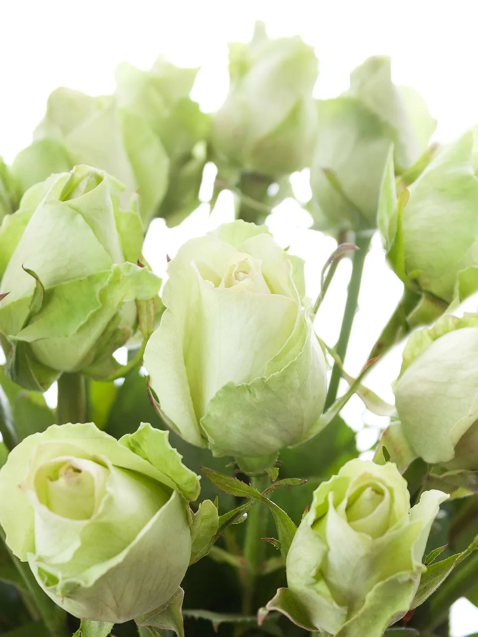 blumigo-green-flash-rose-gr-n-schnittrose-1-stiel image 1