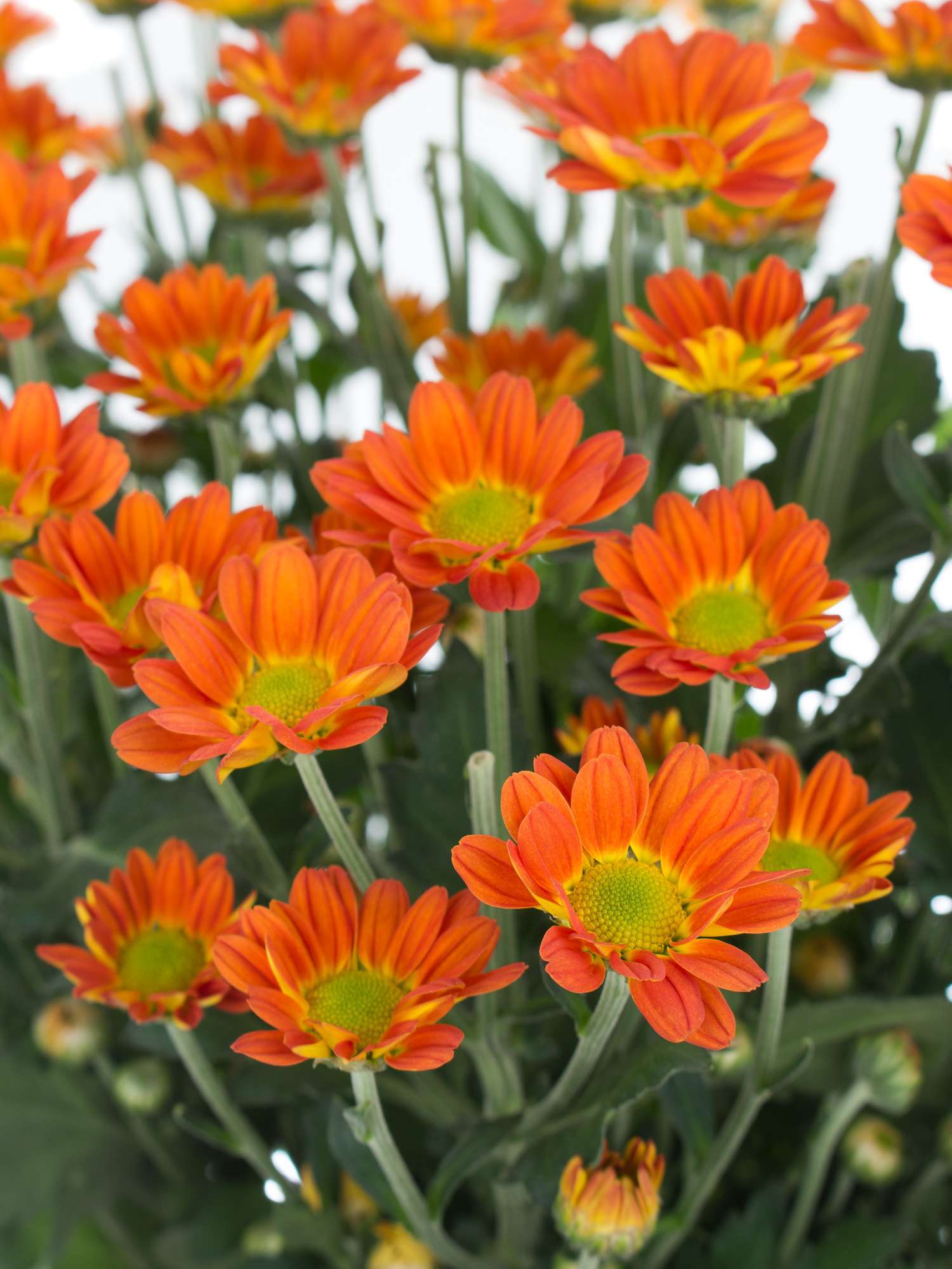 blumigo-chrysanthemen-space-age-verzweigt-orange-zweigblume image 1