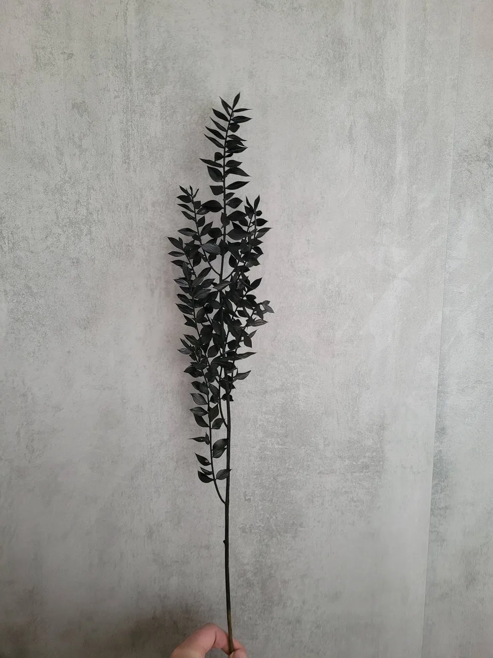 blumigo-ruscus-m-usedorn-schwarz-trockenblume image 1