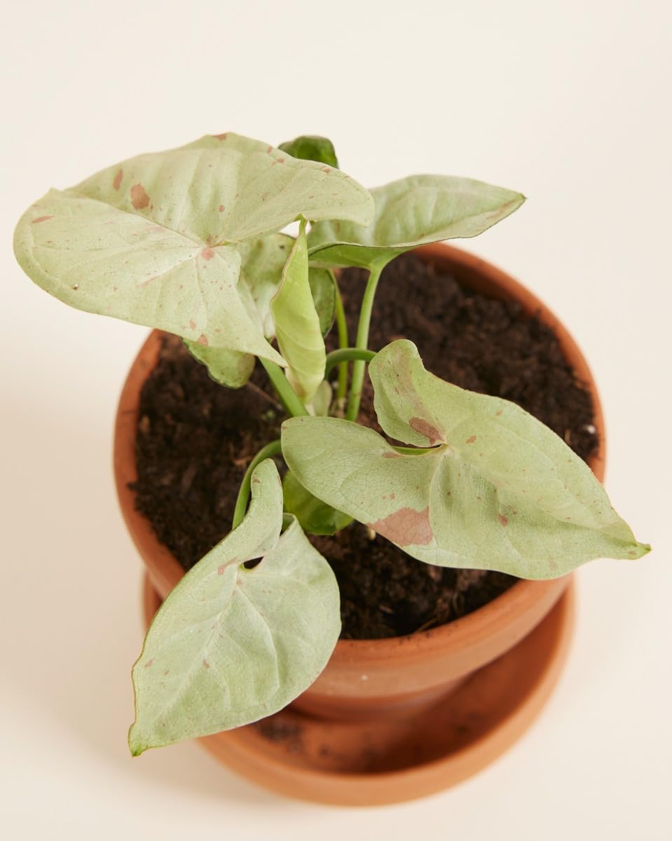 plnts-babyplnts-syngonium-confetti-zimmerpflanze-6cm-topf-rosa image 4