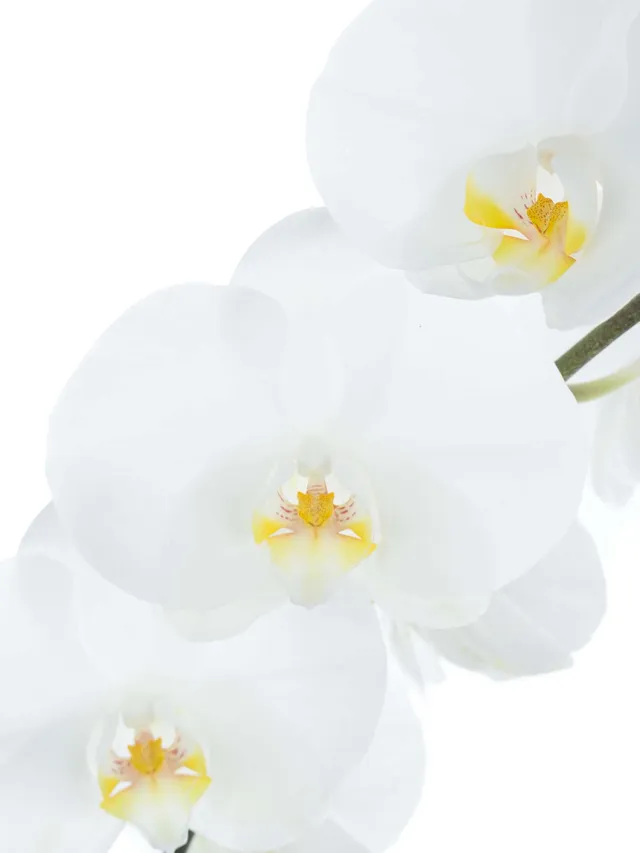 blumigo-phalaenopsis-sensation-white-wei-e-orchidee image 1