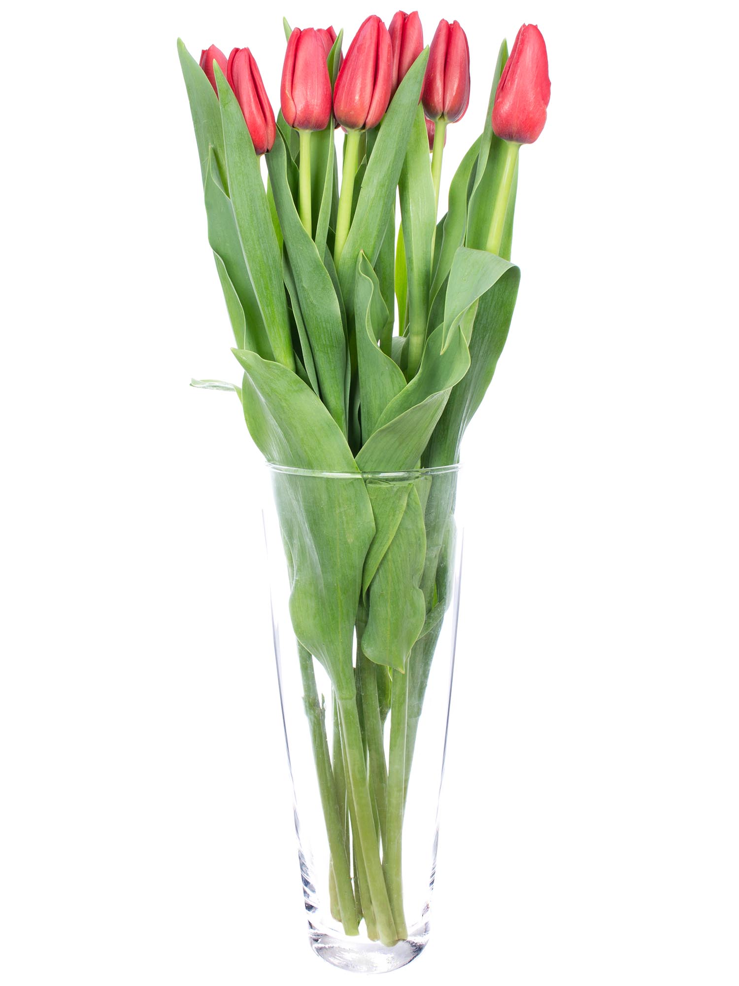 blumigo-kingsblood-tulpe-rot-franz-sisch-frisch image 2