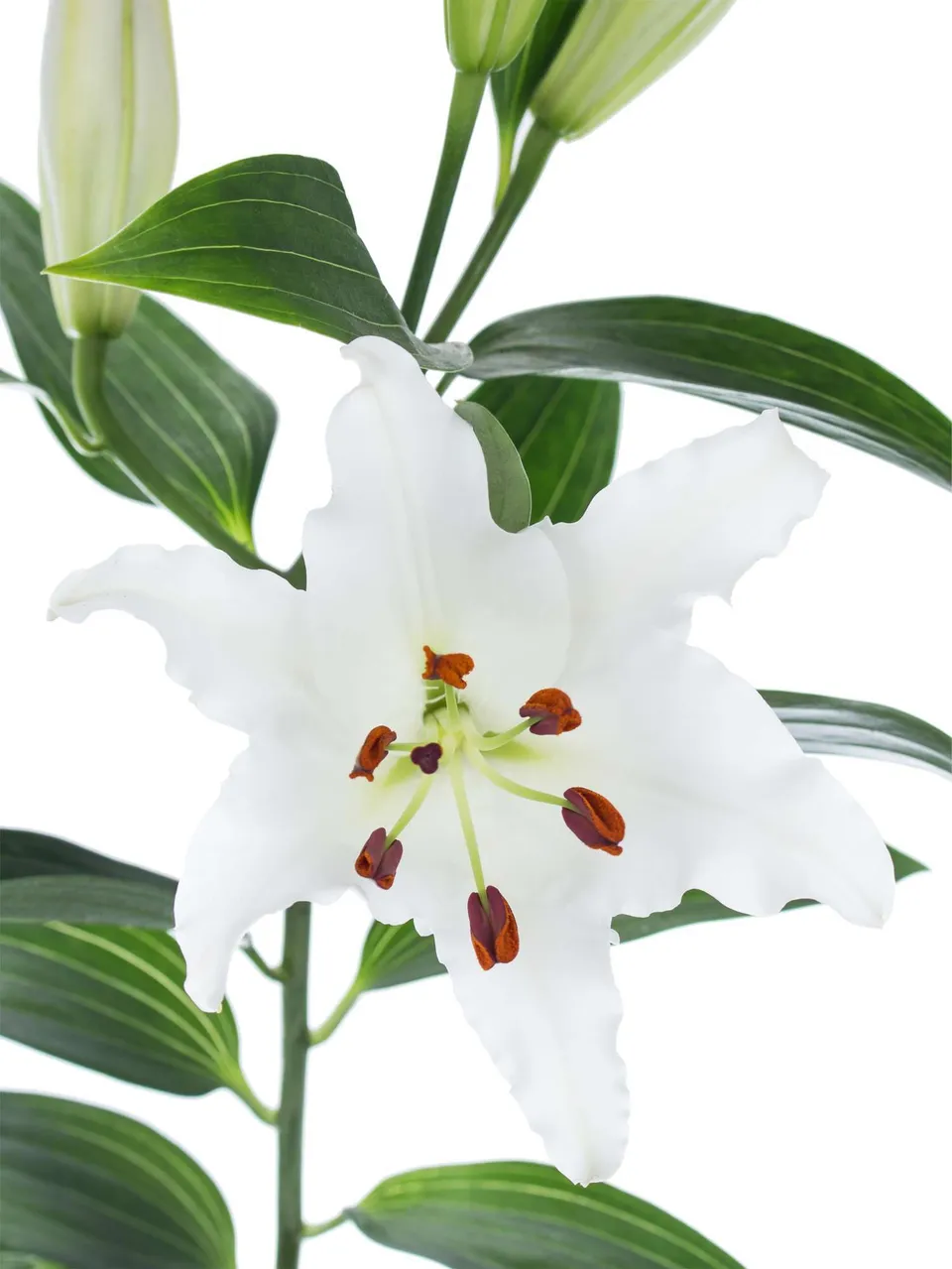 blumigo-sapporo-lilie-wei-schnittblume image 1
