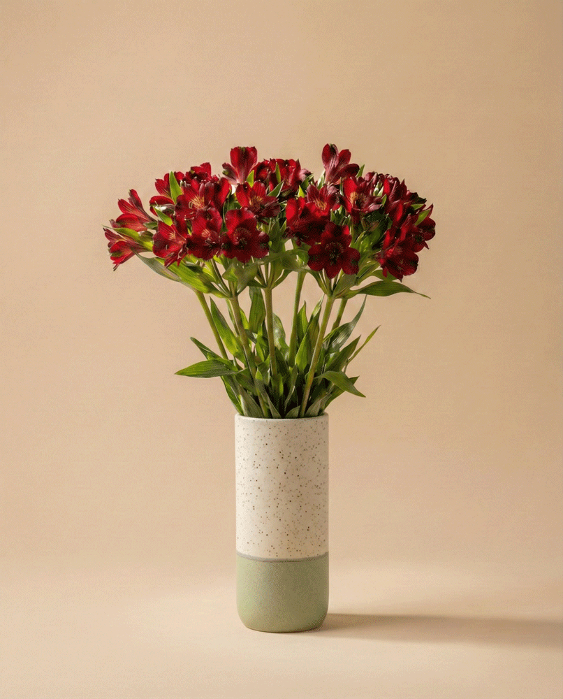 feey-rilio-alstroemeria-rot-schnittblumen-frisch image 4