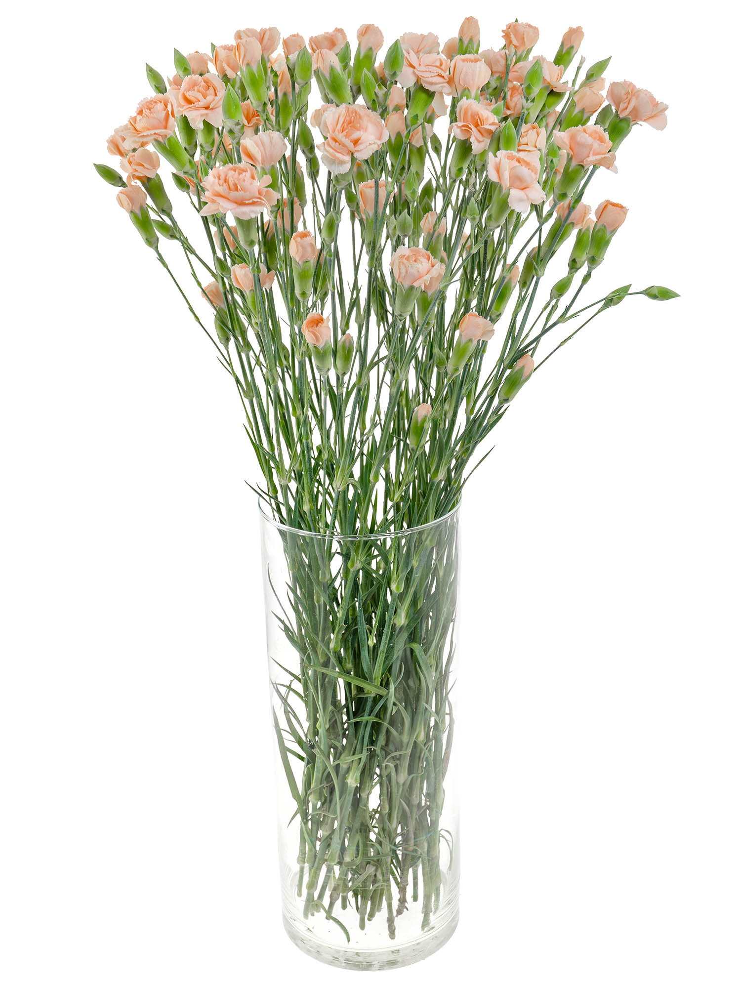 blumigo-nelken-amelie-orange-schnittblume-apricot-verzweigt image 2