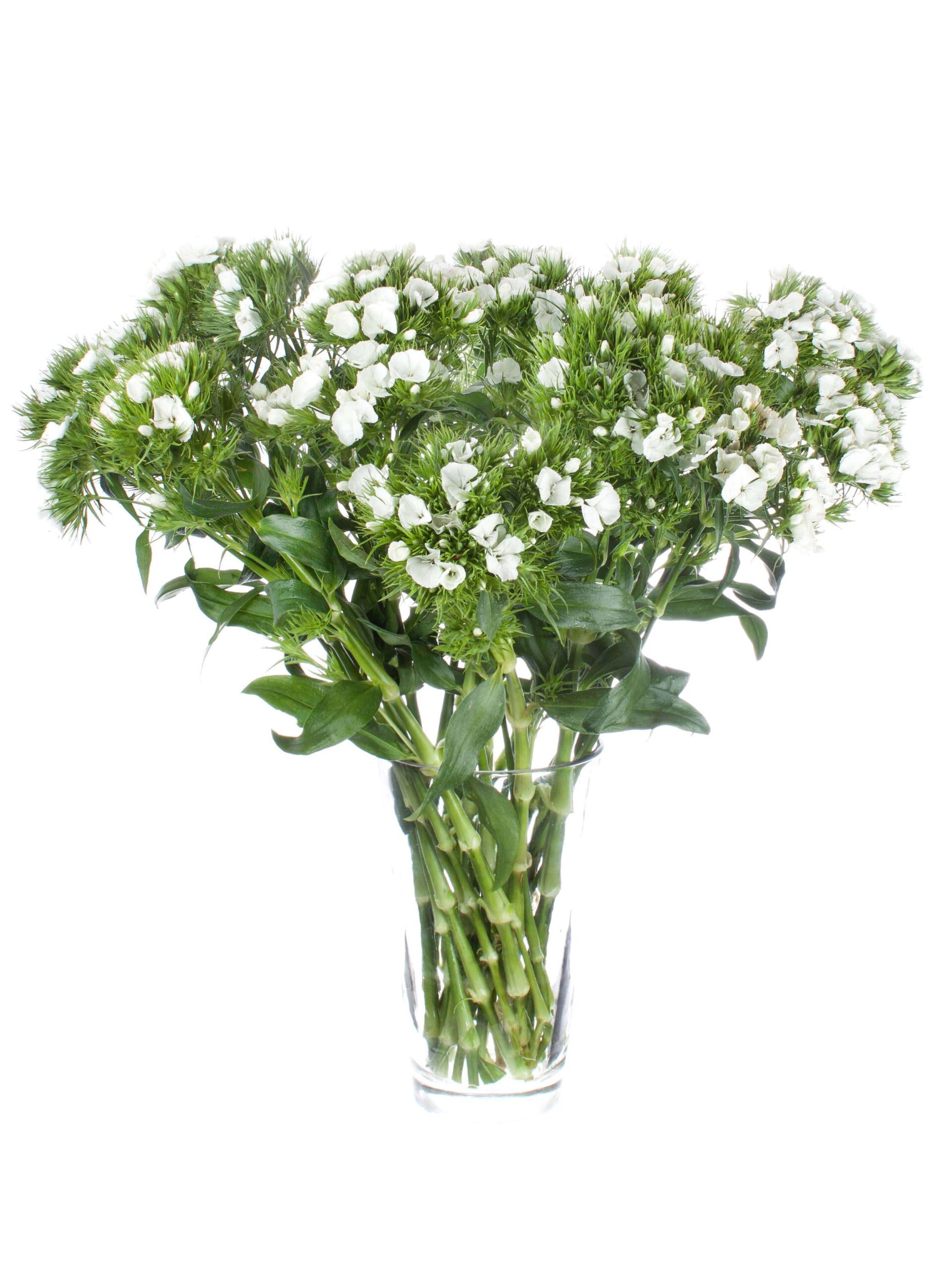 blumigo-nelken-bartnelken-schnittblume-wei image 3