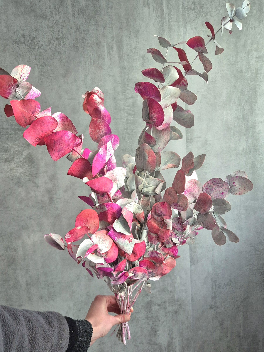blumigo-eukalyptus-cinerea-painted-cerise-wei image 1