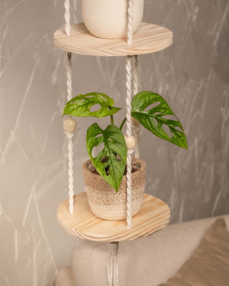 feey-variado-monstera-adansonii-mint-babypflanze-ohne-bertopf image 4