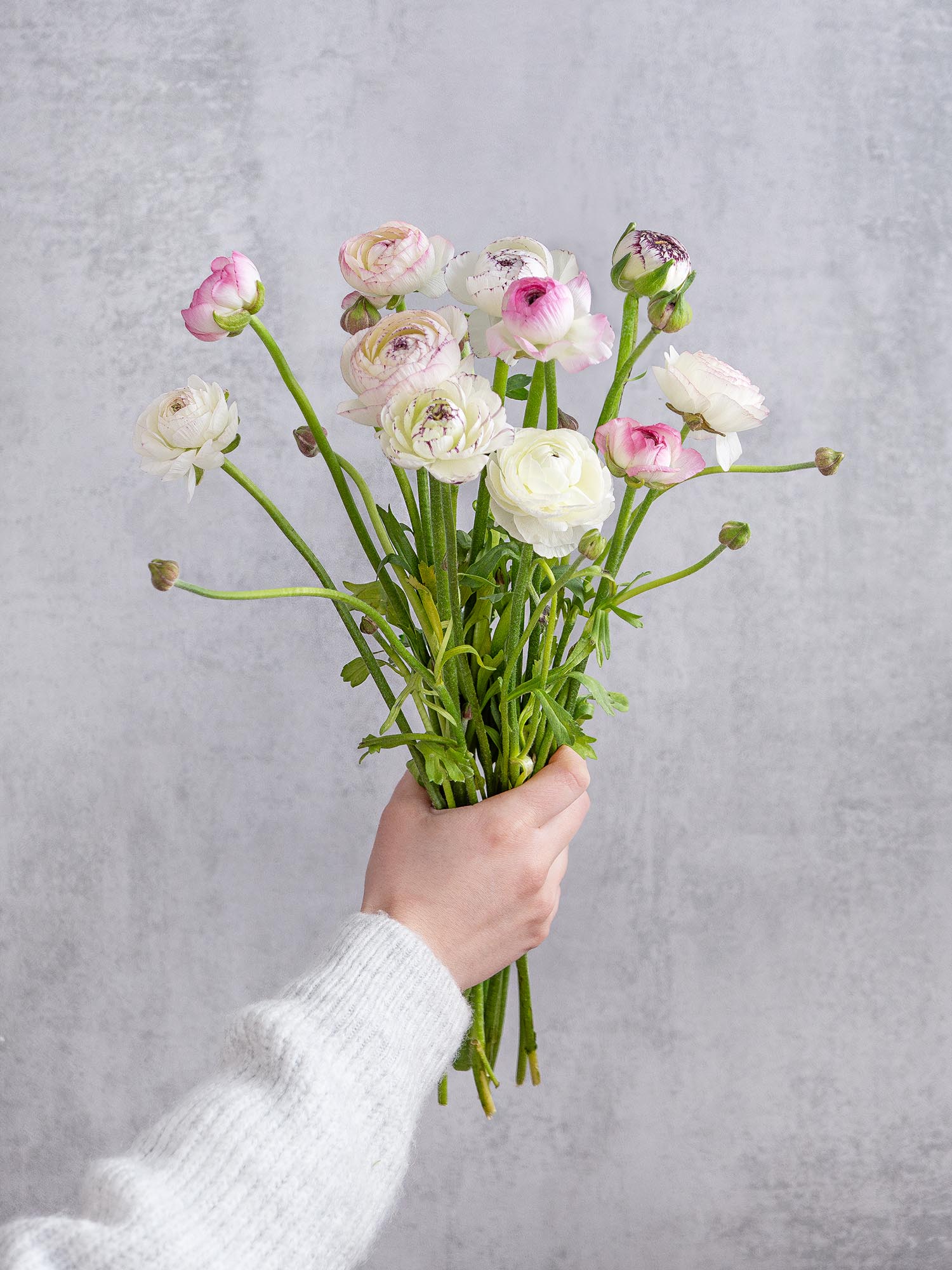 blumigo-ranunkeln-andrea-cappuccino-schnittblume-rosa-wei image 3