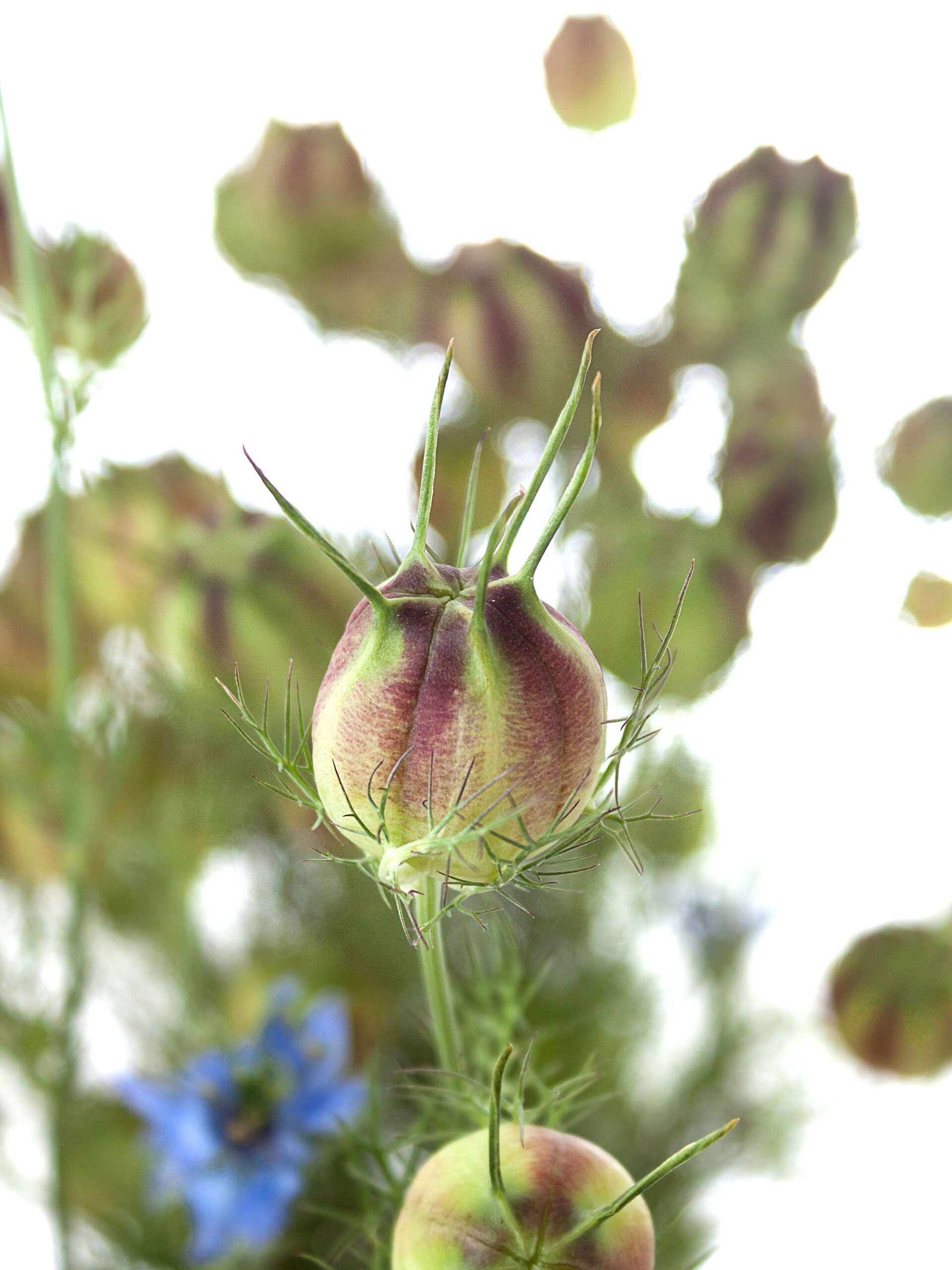 blumigo-bindegr-n-nigella-saatkapseln-gr-n-rot image 1