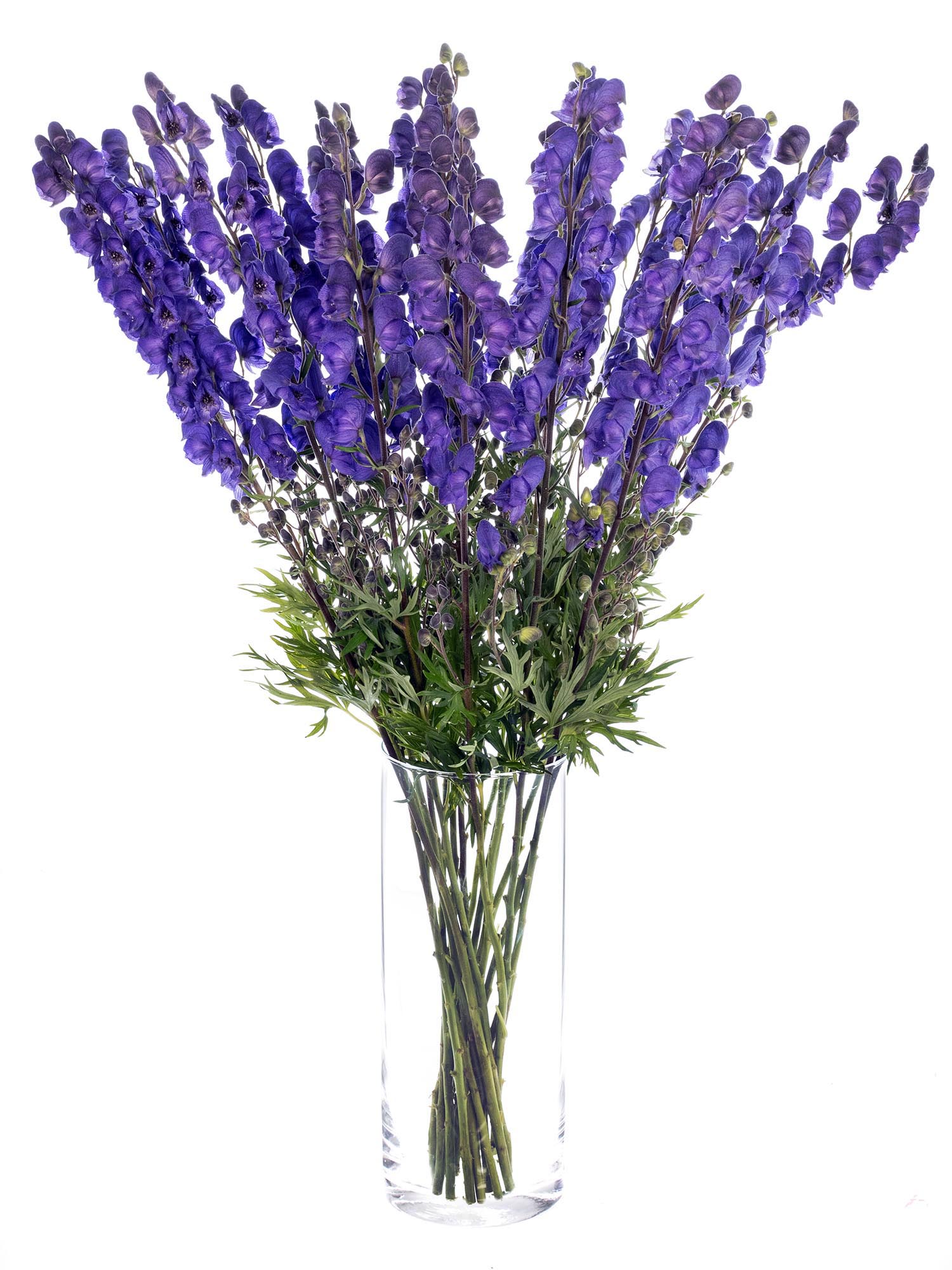 blumigo-blattwerk-eisenhut-napelius-schnittblume-blau-violett image 2