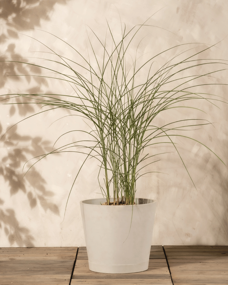 feey-amsterdam-miscanthus-gracillimus-ziergras-ohne-topf-1-2-m image 5
