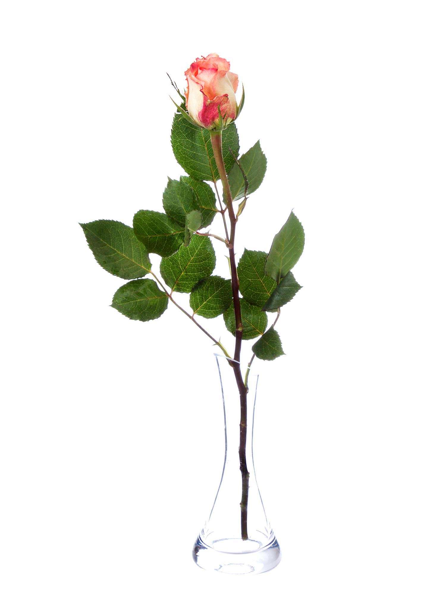 blumigo-rosen-duett-creme-pink-schnittblume image 3